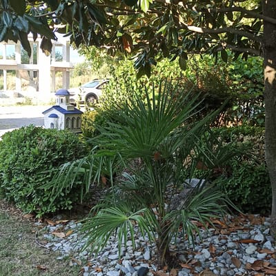 In Limani Litochorou, Greece, a small, decorative model of a church with white walls and a blue roof, featuring a dome and arched windows, sits atop a dense green bush. Beside the bush, a young palm tree with vibrant green fronds extends outwards, its base surrounded by light grey stones and scattered dry brown leaves. In the background, a portion of a white car is visible, parked on a paved surface. Behind the car, an unfinished concrete structure with multiple openings stands under a canopy of large, dark green leaves from a magnolia tree. The scene is bathed in sunlight, casting dappled shadows across the foliage and ground.