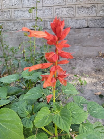 A close-up, eye-level shot captures a vibrant red Salvia splendens plant with a brick wall in the background. The plant is in focus, showcasing its deep green, serrated leaves and an upright spike of fiery red, tubular flowers. The flowers are clustered densely, with some petals appearing slightly wilted. Sunlight illuminates the scene, casting soft shadows and highlighting the textures of both the plant and the rough, grey brick wall behind it. The ground beneath the plant is visible, appearing to be a mix of soil and small stones. The overall impression is one of a well-maintained garden in an urban setting.