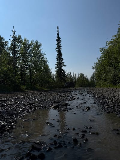 A low-angle, close-up shot captures a muddy puddle reflecting the sky and surrounding trees on a gravel road. The water has a muddy brown hue and is filled with dark, wet rocks of various sizes. In the background, a tall, slender evergreen tree stands out against the clear blue sky. To the left, a dense line of green trees forms a wall of foliage. On the right, more green trees extend into the distance. A dark-colored vehicle is partially visible on the gravel road, further back in the scene, surrounded by trees. The overall impression is of a remote, natural setting.
