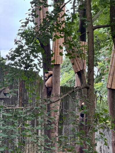 In Chenghua District, China, two giant pandas are visible climbing trees within an outdoor enclosure. The panda on the left is positioned higher in a tree trunk, facing left and appearing to rest with its body curled. The second panda, located lower and to the right, is also ascending a tree, with its head facing downward. Both pandas exhibit their characteristic black and white markings. The environment includes lush green foliage from various trees, and in the background, there are structures covered in bamboo poles, possibly part of the enclosure's design. The sky above is overcast.