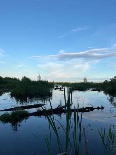 The image depicts a tranquil swamp landscape under a twilight sky. The water is dark and reflects the sky and surrounding vegetation. There are several fallen logs partially submerged in the water, some with small clumps of grass growing on them. Tall reeds and other wetland plants line the edges of the swamp and grow in patches within it. In the distance, a line of trees forms the horizon. The sky is a pale blue with wispy white clouds, suggesting the transition from day to night. The scene appears to be in a natural, undeveloped area, consistent with the description of the city of Нагорный, Russia, which is known for its natural landscapes. There are no people or animals visible in the image.