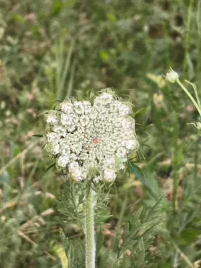 A close-up, slightly overhead shot showcases a Queen Anne's Lace flower in bloom, its delicate white petals forming a lacy umbel. The flower's center features a single, small, pinkish-red floret. The stem of the flower is fuzzy and green, with feathery green leaves fanning out below the bloom. The background is a blur of green foliage and vegetation, suggesting an outdoor natural setting. This scene is located in Codru, Moldova.