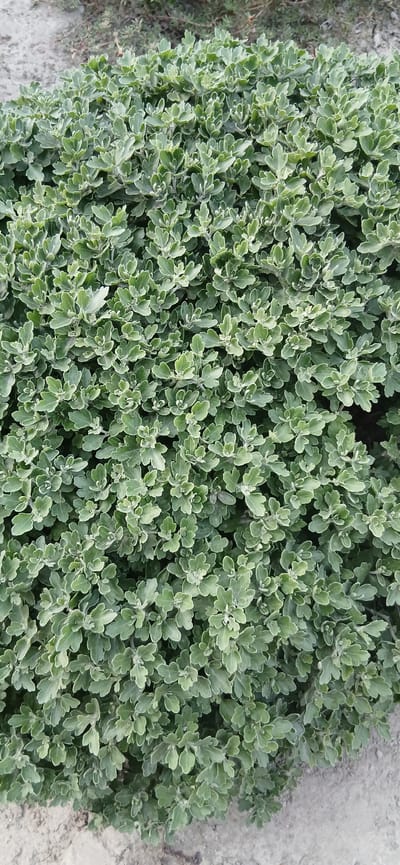 The image shows a dense, low-lying bush with small, serrated, green leaves that have light green or whitish edges. The bush appears to be healthy and well-maintained. The ground beneath the bush is visible in the lower part of the image, appearing to be made of light-colored soil or sand. There are no people, animals, or man-made objects clearly visible in the image. The scene is outdoor and appears to be natural. The bush is the primary subject, occupying the majority of the frame. The lighting suggests it is daytime, possibly overcast or in a shaded area, as there are no harsh shadows. The background consists of more vegetation, out of focus, and the ground. No specific location within Andijan, Uzbekistan can be identified from the image itself.