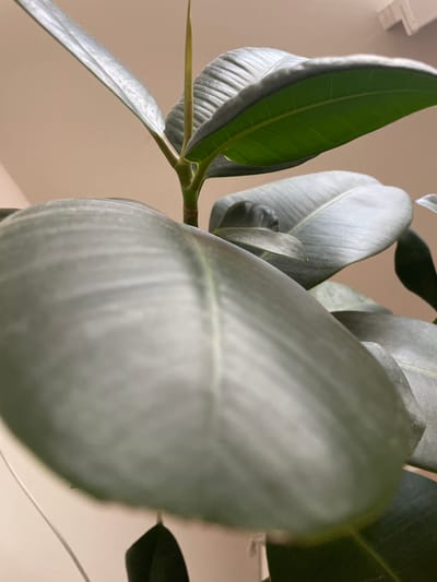 The image is a close-up, low-angle shot of a rubber plant (Ficus elastica) with large, dark green, leathery leaves. The focus is on the texture and glossy surface of the leaves, with some showing prominent veins. A new leaf bud is visible at the top of the stem, a light green color and pointed. The background is a plain, neutral-colored wall, likely an indoor setting. The lighting appears to be soft and diffused, highlighting the sheen of the leaves. There are no people or animals present in the image. The scene does not provide any information about its location in the city of Cahul, Moldova, or any other geographical context.