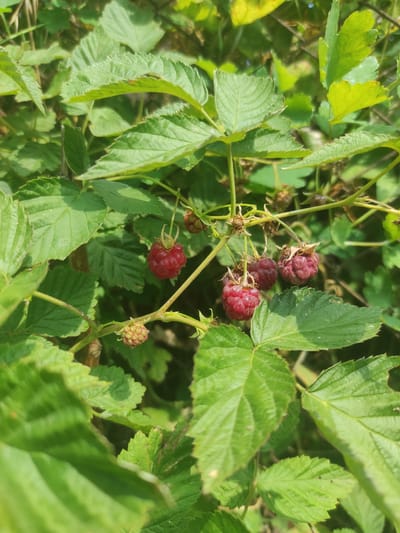The image displays ripe raspberries growing on a bush amidst lush green leaves. The raspberries are a vibrant red color, with several clusters visible on thin branches. The leaves are broad and serrated, characteristic of a raspberry plant. The background consists of more foliage and hints of dried vegetation, suggesting an outdoor, natural setting. The sunlight filters through the leaves, creating dappled light and shadows on the scene. The image appears to be taken in Yelizavetinskaya, Russia, as indicated by the metadata, portraying a common sight in the region during raspberry season.