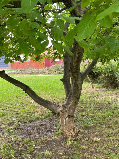 An image shows a close-up of a tree trunk and its green leaves. The trunk is rough-barked and appears to be split or have multiple branches growing from its base. The leaves are large and oval-shaped, with prominent veins. The background is blurred but suggests an outdoor setting with green grass and some distant structures, including a red fence and buildings. The ground around the tree is covered in grass and some fallen leaves or debris. The lighting is natural, indicating daytime. The image appears to be taken in a residential or park area. There is no visible indication of the specific location within the city of Западный, Russia, nor are there any people, actions, or interactions depicted.