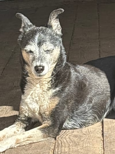 A medium shot of a dog with its eyes closed, resting on a wooden surface. The dog has grey and white fur, with darker patches on its back and ears. The wooden surface appears to be a deck or patio, with visible grain and planks. The lighting suggests it is daytime, with sunlight casting shadows. The background is dark and indistinct. The dog's pose is relaxed, indicating it is comfortable and possibly sleeping. The image is taken from a slightly elevated perspective. The setting is not specified to be in Pavlovsk, Russia.