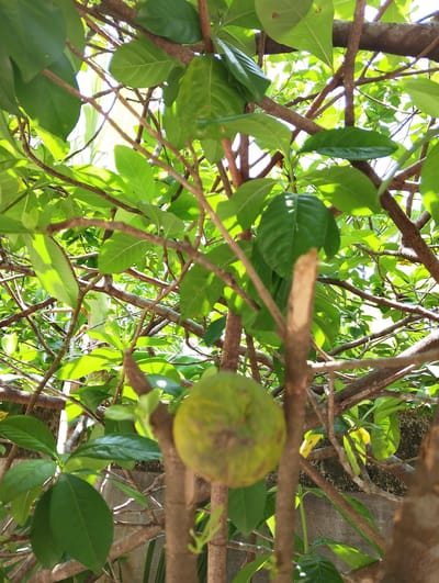 This is a close-up shot of a tree with green leaves and branches. In the foreground, a single green, spherical fruit is visible, hanging from a branch. The fruit appears textured and possibly unripe. The background consists of more foliage and sunlight filtering through the leaves, creating a bright and dappled effect. The scene suggests an outdoor environment, likely a garden or orchard. The location is identified as Geulanggangbaro, Indonesia. There are no people or animals present in the image. The focus is on the fruit and the surrounding vegetation.