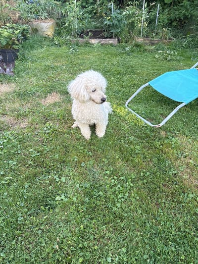 The media file shows a fluffy white dog sitting on a grassy lawn in Ćwiklice, Poland. The dog is facing upwards and appears to be looking at something out of frame. A portion of a light blue camping chair is visible in the upper left corner of the image. The lawn is a mix of grass and clover, with some patches of dry, lighter-colored grass. In the background, to the left, is a dense area of green foliage, possibly a garden with tomato plants growing on stakes. A weathered wooden post and a concrete block are also present in the vegetation. The lighting suggests it is daytime, likely a sunny day with shadows cast on the grass. The scene appears to be a casual outdoor setting, possibly a backyard or park. There is no visible text in the image.