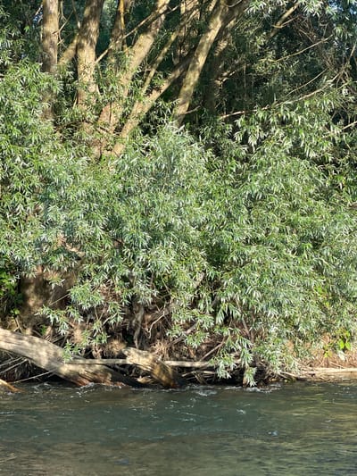 The image displays a dense growth of green foliage from trees and bushes alongside a body of water. The vegetation is lush and appears to be in full leaf, suggesting a warmer season, likely spring or summer. The trees have thick, gnarled branches, some of which extend towards the water. The water itself is murky green and appears calm, with some ripples on the surface near the edge. The bank where the vegetation meets the water is uneven and seems to be composed of soil and debris, with fallen branches and roots visible. The lighting suggests it is daytime, with sunlight filtering through the leaves and casting shadows. The overall scene conveys a natural, somewhat wild environment. There is no visible text.
