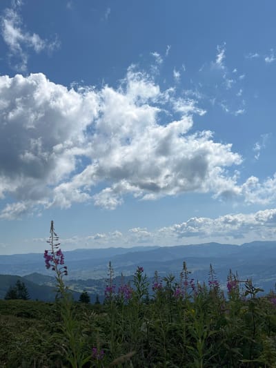 The image depicts a scenic mountain landscape in Chorna Tysa, Ukraine. In the foreground, tall, slender plants with clusters of purple flowers are in bloom. These plants are part of a lush green hillside covered in other vegetation. Behind the foreground plants, a valley unfolds, with rolling hills and distant mountains receding into a hazy blue. The sky above is a vibrant blue, dotted with large, fluffy white clouds. The overall impression is one of natural beauty and tranquility.