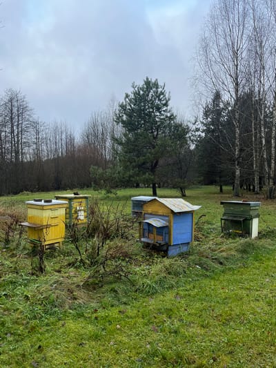 This image depicts an apiary situated in Petriškė, Lithuania, under an overcast sky. The scene is characterized by a grassy field with patches of taller, dry vegetation. Five beehives are visible in the mid-ground. From left to right: the first beehive is yellow, multi-tiered, with a small wooden platform on its front. Behind it, a yellow-green beehive is partially obscured by brush. In the foreground-center, a distinctive beehive features a blue main body, a smaller wooden box attachment on its front, and a corrugated metal roof. Further back on the right, a grey or unpainted beehive is partially visible. To the far right, a dark green, two-tiered beehive rests on a white base. The background consists of a dense line of bare deciduous trees and at least one prominent green coniferous tree. No people or animals are present. The ground is covered in green grass and some brown, dry foliage. The sky is uniformly light grey and cloudy.