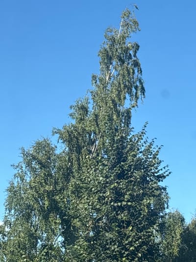 The image shows a close-up of the upper branches and foliage of a tall tree against a clear blue sky. The tree appears to be a deciduous type, with dense green leaves. The topmost branches are slender and reach upwards, some with a drooping quality. The lighting suggests it is daytime, with sunlight illuminating the leaves. The image does not contain any information about Kipen, Russia, or any people, actions, interactions, or specific environmental features beyond the tree and sky.