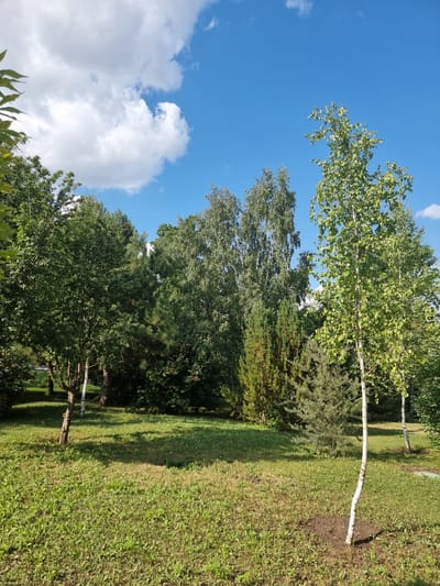 A sunny day scene in Hagimus, Moldova, features a park-like setting with lush green grass and various trees. The sky is a vibrant blue with scattered white clouds. In the foreground, a young birch tree with white bark stands prominently on the right, its leaves illuminated by the sunlight. To its left, a line of mature trees, including deciduous and coniferous varieties, forms a dense backdrop. Shadows from the trees are cast across the grassy lawn, indicating the sun's position. The overall impression is one of a peaceful, natural environment within a city.