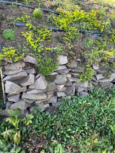 The image shows a section of a garden in Pulverbatch, United Kingdom. Three distinct areas are visible: On the left, low-lying, green and yellow succulent-like plants grow in dark soil, delineated by black plastic edging. In the center, a pile of irregularly shaped, greyish-brown rocks creates a border. On the right, a patch of green, leafy plants fills the space, interspersed with dried brown leaves. Some dying and overgrown plants are also visible.