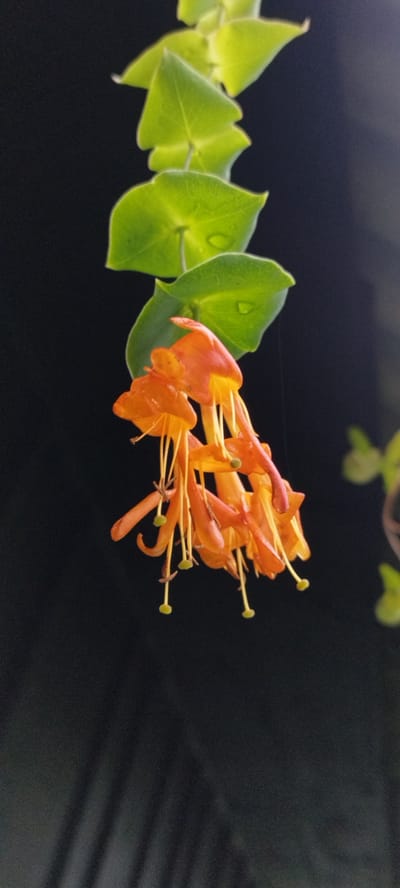 A cluster of trumpet-shaped, orange flowers with yellow interiors hangs from a vine against a dark, out-of-focus background. The flowers are delicate, with thin, yellow stamens extending from their centers. Several bright green leaves with visible water droplets are positioned above the flowers, also appearing to be part of the same vine. The scene is softly lit, highlighting the textures and colors of the plant. The location is Азгінавіцкі сельскі Савет, Belarus, but the specific setting within this rural area is not discernible from the image.