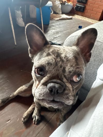 The image shows a brindle French Bulldog resting on a couch indoors. The dog is looking directly at the camera with its left eye appearing milky or clouded. The dog's fur is a mix of brown and black stripes. The background shows a wooden floor and furniture, including a blue cooler and some bags. The overall lighting suggests an indoor environment, likely a home. There is no indication of the city of Krasnoe, Russia, in the image.