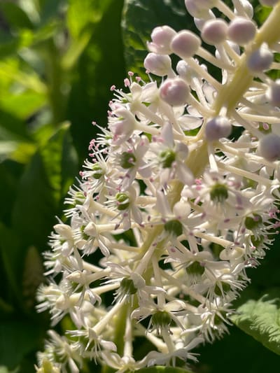 A close-up, high-angle shot focuses on a cluster of small, white flowers with delicate pink pistils. The flowers are tightly packed on thin, pale yellow stems, creating a dense inflorescence. Each individual flower has multiple narrow petals and a star-like appearance with prominent stamens. Some of the flower buds are visible as small, pale pink or white spheres. The background is a blur of dark green foliage, suggesting an outdoor setting in natural light. The sunlight highlights the textures of the petals and creates soft shadows, indicating it might be daytime. There are no people, text, or specific landmarks to suggest the location beyond the implied natural environment.