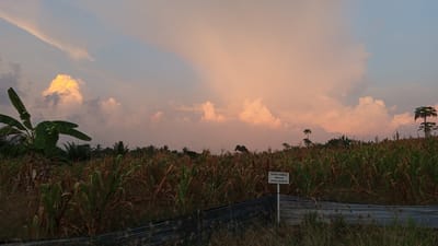 This image depicts a rural landscape at dusk, likely in Cotjrat, Indonesia. A field of corn occupies the foreground, with some plants appearing dry and brown while others are greener. A banana tree stands prominently on the left side of the frame. In the middle ground, a white sign is visible, bearing Indonesian text that translates to "Endowment land for Masjid Jabal Qubisy." Behind the cornfield, a line of trees and palm trees can be seen, with taller, distinctively shaped trees in the distance. The sky is filled with dramatic clouds, painted in hues of orange, pink, and blue, indicative of a sunset. The overall atmosphere is serene and agrarian.