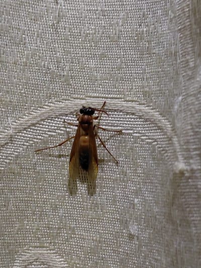 A single winged insect is positioned centrally on a light beige, textured woven fabric surface in Blang Pohroh, Indonesia. The insect measures approximately 2.5 cm in length and possesses a reddish-brown body. Its head is dark, featuring prominent black compound eyes and short, dark antennae. The thorax is reddish-brown, and the abdomen is reddish-brown with a distinct dark brown dorsal stripe toward the posterior. Four translucent, amber-toned wings with visible venation extend beyond the abdomen. Six slender, reddish-brown legs are splayed against the fabric. The fabric displays a regular, raised weave pattern, and subtle shadows beneath the insect indicate a light source. No people are present.