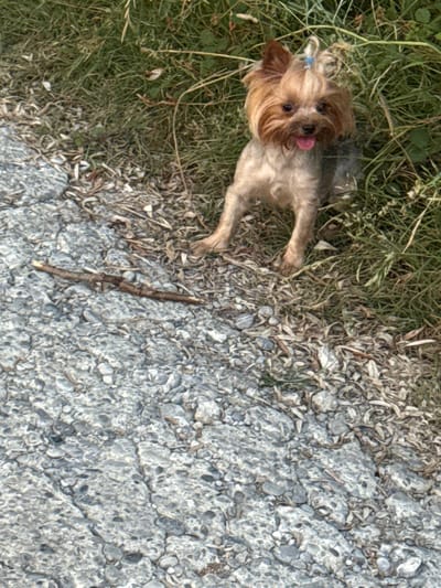 The image shows a Yorkshire Terrier lying on the ground, with its head turned towards the camera. The dog has light brown and tan fur, with darker brown on its ears and face. A small blue bow is tied to the fur on its head. Its tongue is sticking out slightly. The dog is positioned on the left side of the frame, amidst green grass and dry leaves. The right side of the frame consists of a rough, greyish surface, possibly a paved area or gravel, with some cracks and debris. A small, dry twig lies diagonally across this surface. The overall impression is of a dog resting outdoors, perhaps in a park or yard. The lighting suggests daytime, and the presence of grass and dry leaves implies it could be a warm season. There are no visible signs of people or text in the image.