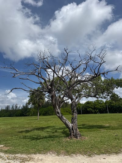 A weathered, partially dead tree with gnarled branches stands in a grassy field under a partly cloudy blue sky in North Miami, Florida, United States. The tree's trunk is thick and twisted, with much of its bark peeling away. The majority of the tree's branches are bare, but a few on the right side are covered in green leaves. In the background, a line of lush green trees forms a dense treeline. The ground is covered in vibrant green grass, with shadows cast by the trees. A light-colored sandy path is visible in the foreground. A single palm tree stands in the middle ground, to the left of the main tree. There are no people visible in the scene. The scene appears to be a park or open natural space.