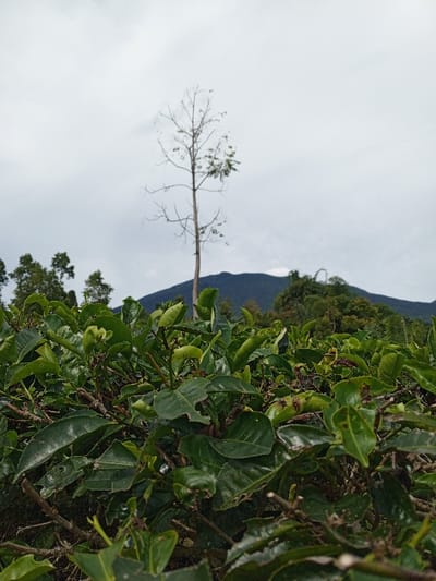 This image presents a rural landscape, reportedly located in Silvino Lobos, Philippines. The foreground is dominated by a dense growth of vibrant green foliage, likely a cultivated plant, with individual leaves exhibiting minor surface irregularities. In the midground, a tall, slender deciduous tree with sparse branches and minimal leaf cover stands centrally. To its left, a group of other fully foliated green trees is visible. A prominent, dark green mountain range occupies the distant background, extending across the horizon. The sky is uniformly overcast and light grey. No individuals, animals, or man-made structures are present within the captured scene.