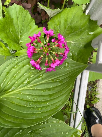A close-up, overhead view captures a cluster of small, bright pink flowers with delicate petals, arranged in a circular pattern. The flowers are clustered at the center of a large, lush green leaf, which is covered in numerous water droplets, indicating recent rain or dew. This large leaf is part of a plant, possibly a hosta, with prominent parallel veins. In the background, more green foliage and some reddish-brown leaves are visible. To the right of the frame, a section of a gray, cylindrical metal structure, possibly part of a railing or fence, is present. Partially visible at the bottom right corner is the tip of a black, shiny shoe. The scene suggests an outdoor garden setting in Yuzhno-Sakhalinsk, Russia, likely after a rain shower.