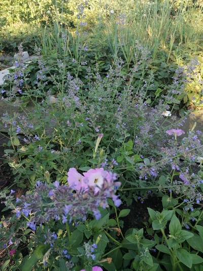 The image displays a close-up view of a garden with various flowering plants. In the foreground, there are clusters of small, delicate purple flowers on tall, thin stalks. Behind these, larger, pale pink petunia-like flowers are visible, some in focus and some blurred. The overall scene is one of lush greenery with a variety of plant textures and colors. The environment appears to be outdoors, likely a garden setting. The location is specified as Мыльниково, Russia, though there is no visual information in the image to confirm this specific location. There are no people or discernible actions taking place.