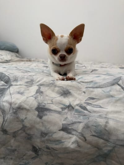 A chihuahua dog with white and tan markings lies on a bed with a floral patterned duvet cover. The dog is facing the camera, with its front paws extended. The background is a plain white wall. The image appears to be taken indoors, possibly in a bedroom. There is no indication of the location being Sderot, Israel.