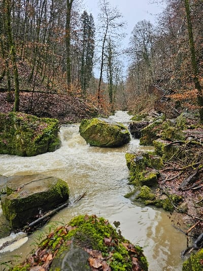 An outdoor scene in Waldbillig, Luxembourg depicts a fast-flowing, light brown stream traversing a wooded gorge under an overcast sky. The turbulent water flows from the background towards the foreground, cascading over and around numerous large, moss-covered boulders positioned within the streambed. Smaller rocks and tree debris, including fallen branches and logs, are visible along the banks and partially submerged in the water. Both sides of the stream are densely forested with predominantly deciduous trees, most of which are bare or retain sparse brown and orange foliage, indicative of late autumn or winter. The forest floor and rock surfaces are covered with a thick layer of fallen brown leaves and vibrant green moss. No individuals, animals, or artificial structures are visible.