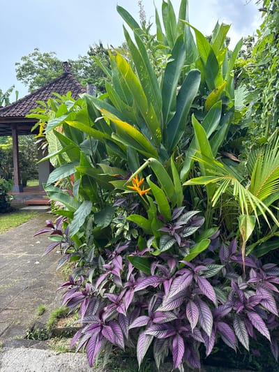 The image captures a vibrant garden scene in Kutuh, Indonesia. Lush greenery dominates, featuring large green leaves of what appears to be Heliconia plants, interspersed with purple-veined Persian Shield plants. A single orange Bird of Paradise flower stands out amidst the foliage. A stone pathway extends into the scene, with a glimpse of a traditional Indonesian pavilion roof visible in the background. The vegetation is dense and thriving, typical of a tropical climate.