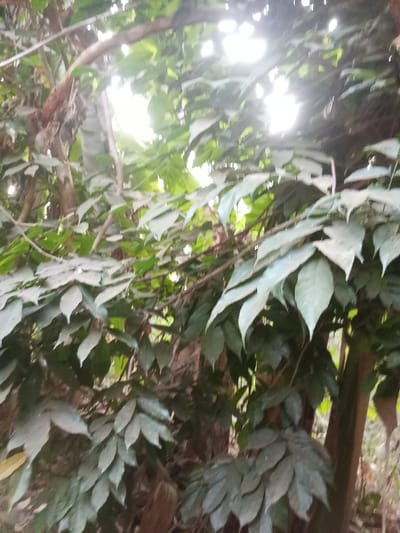 The image presents a close-up view of dense green foliage, likely from a forest or a heavily vegetated area. The scene is dominated by numerous leaves of various shapes and sizes, layered to form a thick canopy. Bright, overexposed light sources, presumably sunlight, are prominently visible in the upper and upper-middle sections, breaking through the leaves and creating strong highlights and glare.

The leaves exhibit different shades of green, with some appearing lighter or dustier than others. Many of the leaves are elongated and pointed, clustered on branches that weave through the frame. Darker, rough-textured branches and portions of tree trunks are discernible behind the foreground foliage, adding depth and structure to the natural setting. The overall impression is one of lush, wild growth. The image has a soft focus, particularly in the brightly lit areas, which contributes to a slightly hazy or ethereal quality. There are no specific activities or events depicted, and no text is visible in the frame. The strong light source suggests it is daytime.