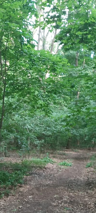 The image depicts a dirt path winding through a dense forest. Sunlight filters through the canopy of lush green trees, casting dappled shadows on the forest floor, which is covered in fallen leaves and some patches of grass. The path appears well-trodden, suggesting it is a frequently used trail. The overall scene is tranquil and natural, evoking a sense of peacefulness. The specific location in Koviahy, Ukraine, is not discernible from the visual information in the image.