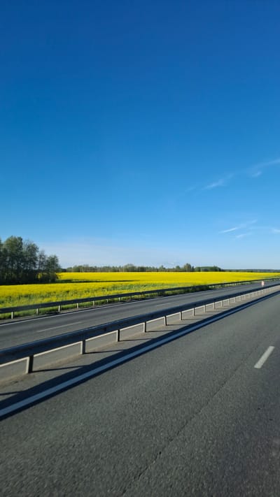 This media file depicts a road scene in Горбуновское, Russia, under a clear blue sky, suggesting a sunny day. The perspective is from a high vantage point, possibly from a moving vehicle, looking outwards. The primary subjects are a paved road with a white line marking on its surface and a guardrail separating it from a vast field of bright yellow rapeseed flowers. The field stretches across the landscape, bordered by a line of trees in the distance. The road appears to be a highway or a major road, indicated by its width and the presence of lane markings. There is no text visible in the image. The overall impression is one of a scenic, rural landscape during daytime, with the vibrant yellow of the rapeseed flowers contrasting with the deep blue of the sky and the grey of the asphalt. The scene evokes a sense of openness and natural beauty.