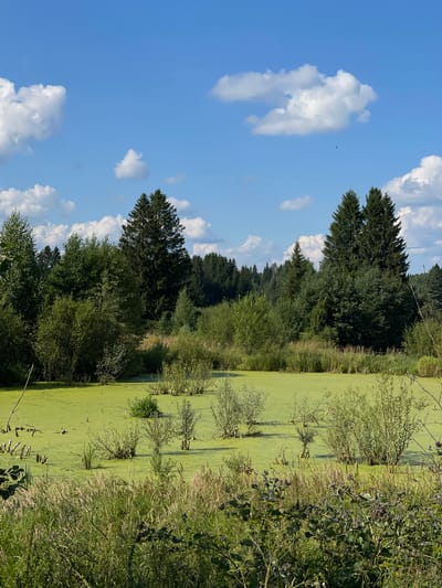 The image depicts a serene natural landscape, likely a bog or swamp, under a bright blue sky with scattered white clouds. The foreground is dominated by tall, lush green grass and some thorny bushes with dark purple seed heads. Behind this, a vibrant green, algae-covered body of water stretches into the midground. Several small, bushy green plants emerge from the water, and some dead, stick-like branches protrude from the surface. In the background, a dense forest of various trees, including tall evergreens, forms a natural wall. The overall impression is one of a tranquil, undeveloped natural area. While the specific location within Perevoznoe, Russia is not visually indicated, the scene suggests a rural or wilderness setting. There are no people or animals visible in the image.