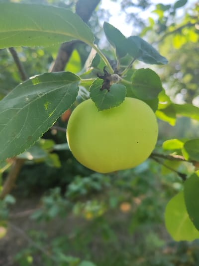 An unripe, green apple hangs on a branch, surrounded by green leaves. The background is blurred, showing more foliage and the sky. The image was taken in Shabelskoye, Russia.