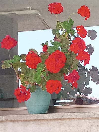 This media file depicts a potted plant with vibrant red geraniums. The plant is housed in a teal-colored pot, which sits on a light-colored, textured surface, possibly a windowsill or ledge. The background is a mix of a light blue sky and a grey, textured surface, possibly an overhang or roof. Shadows of the plant's leaves and flowers are visible against the light blue background, suggesting a bright, daytime scene. The scene appears to be outdoors, given the natural light and shadows. There are no people visible. Other objects in the scene include a dark, rectangular object with horizontal white lines, possibly a vent or decorative element, and a small dark green bottle to the left of the pot. The overall impression is one of a simple, domestic scene focusing on the beauty of the flowers. The location context provided is Susqueda, Spain.