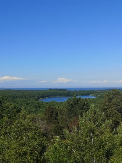 The image depicts a serene natural landscape under a clear blue sky, suggesting a bright, sunny day. The scene is dominated by lush green trees that form a dense forest, covering the foreground and stretching towards a body of water. A calm lake or bay is visible in the middle ground, its blue surface reflecting the sky. Beyond the trees and water, a hint of the sea can be seen, with a faint line of clouds in the distance. The overall impression is one of peace and natural beauty. There are no visible people, objects, or text in the image. The time of day appears to be daytime, likely late morning or early afternoon given the brightness of the sky and the quality of light. The location context is Rybachy, Russia, which implies a possibly coastal or lake-side environment with significant forested areas. The weather is clearly fair and pleasant.