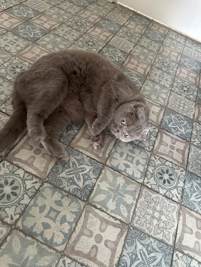 A grey Scottish Fold cat with yellow eyes is lying on its back on a tiled floor. The cat is mostly in the center of the frame, with its paws extended upwards. The tiles have a vintage, mosaic pattern with various floral and geometric designs in shades of blue, grey, and cream. To the left of the cat, a section of the floor appears to transition into a white surface, possibly a wall or a rug, reflecting a light source. The scene appears to be indoors, with the lighting suggesting it could be daytime. The cat's expression is one of relaxed curiosity. No visible text is present in the image.