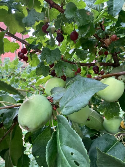 This is a close-up, medium shot of a tree branch with unripe green apples and dark red berries, likely currants. The fruits are wet, suggesting recent rain. The leaves are various shades of green and appear healthy, though some have small holes. The background is out of focus, showing more greenery and hints of a building with a red roof, possibly indicating a rural or residential setting in the Матыкальскі сельскі Савет region of Belarus. The lighting suggests it could be daytime, possibly overcast due to the dampness and diffused light. There is no visible text in the image. The overall impression is of a natural, possibly garden setting in the countryside.