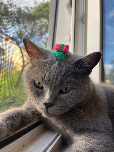 A Russian Blue cat lies on a windowsill, looking intently to the side. A small, green and pink toy mouse is balanced on its head. The cat is mostly gray with green eyes. The windowsill is white, and behind it, a window screen reveals a blurred background of trees and buildings in the sunlight. The scene suggests a domestic setting in Belyye Berega, Russia.