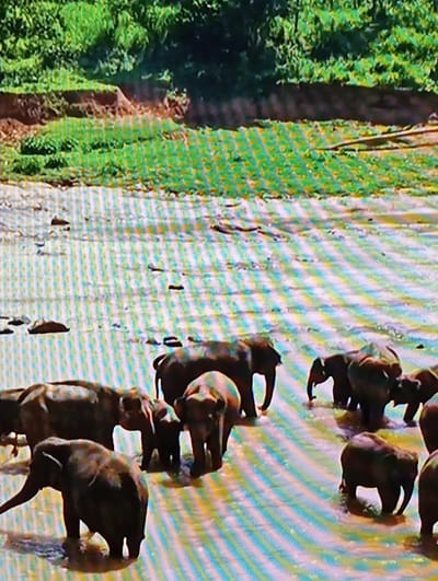 The image displays a group of dark-colored animals with large bodies and trunks, suggesting elephants. They are walking in a line or herd formation across a textured surface that appears to be dirt or dry earth, characterized by white and light blue diagonal stripes, possibly a reflection or an effect of the image capture. To the left of the animals, a dense area of vibrant green foliage, likely trees or bushes, creates a stark contrast with the barren ground.
The scene is possibly set during the daytime, given the brightness of the colors and the lighting. The overall impression is of a natural environment, possibly a wildlife reserve or a savanna-like landscape, given the presence of what appear to be wild animals and the extensive greenery. The animals are depicted in motion, walking. There are no visible signs of human presence or man-made objects, apart from the potential for the striped pattern to be an artifact rather than a natural element. No text is visible in the image. The image is pixelated, which obscures finer details of the animals' features and the surrounding environment.