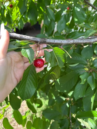 A hand with long, manicured nails is reaching for a single, ripe, red cherry still attached to a cherry tree branch. The branch has green leaves attached to it. The background is filled with more green foliage and hints of other branches. The location is not discernible from the image; it is not possible to confirm this is the city of Lehchevo, Bulgaria.