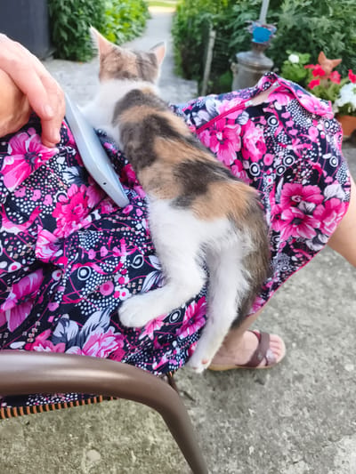 This media file shows a close-up, high-angle shot of a calico kitten lying on its side on a person's lap. The kitten is facing away from the camera, and its body is stretched out across the person's lap, which is covered by a bright pink and navy blue floral-patterned dress. The kitten's fur is a mix of white, tan, and black patches. A white, elongated object, possibly a phone, is partially visible underneath the kitten and on the dress.
The person's hands are visible on the left side of the frame, resting on the dress. The person is wearing brown sandals, one of which is clearly visible on the right side of the frame, near the edge of the dress. The background suggests an outdoor setting, with glimpses of green foliage and a paved surface that appears to be concrete. In the upper right quadrant of the image, a vintage metal samovar is visible, along with potted plants containing red and white flowers. The overall lighting suggests it is daytime, likely outdoors in a garden or yard. The scene conveys a sense of peacefulness and affection, with the kitten appearing relaxed and comfortable on the person's lap. There is no visible text in the image. The setting is consistent with a residential outdoor space in Ocnița, Moldova.