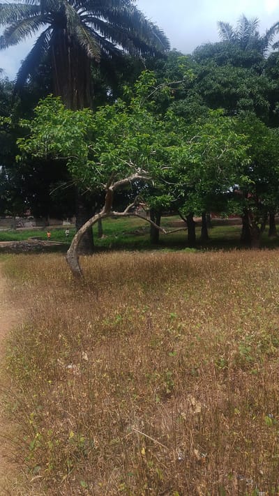 A full outdoor, vertical, eye-level shot shows a dry, brown field of dead plants in the foreground. The field is dense with thin, brittle stalks. A lone, curved tree with green leaves and a twisted trunk is situated in the middle ground, towards the left side of the image, its trunk leaning sharply to the right. Behind the tree, a line of mature trees with full, green canopies stretches across the mid-ground. In the background, to the far left, a large palm tree dominates the scene with its characteristic fronds. A low, stone-like wall runs horizontally behind the field, and a few scattered, simple buildings with red roofs are visible beyond the wall. Two people, appearing as small figures, are present near the wall in the background, one wearing an orange shirt. The sky above is overcast and pale. The location is a rural area in the city of Donga, Nigeria.