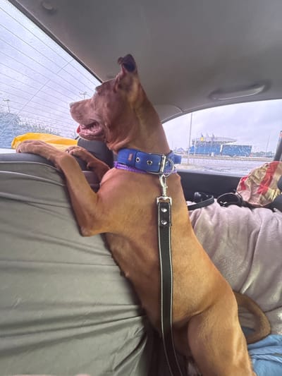 A medium shot shows a brown dog with a blue collar and a black and white leash inside a vehicle. The dog is lying down, its head and front paws facing left. Its mouth is open, and its tongue is visible. The dog is looking out a window, which appears to be wet with rain. Outside the window, a blurry landscape is visible, with some buildings and poles. The interior of the vehicle is mostly out of focus, but a gray fabric covers the seat where the dog is resting. A pink blanket or pillow is visible behind the dog. The scene appears to be taking place during the day, with overcast or rainy weather. The location context is Bashtanka, Ukraine. There is no visible text in the image.