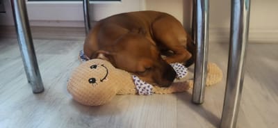 A brown puppy is sleeping on a plush toy on a light wooden floor. The puppy is curled up with its head resting on the toy. The toy is light brown and has a crocheted texture, with a smiley face embroidered on it. The puppy and toy are situated between the legs of a metal chair. The background shows a window with blinds and a wall. The scene appears to be indoors, in a domestic setting. There is no information available to determine the specific location within the city of Asbest, Russia, or any other details about the individuals present.
