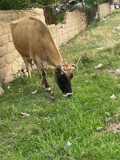 A cow with tan fur and a dark brown face is lying down on a patchy dirt and grass area. The cow is facing to the right, with its head turned towards the viewer. Its eyes are open and it appears to be resting. A rope is tied around its neck. Behind the cow, there is a low wall made of mud bricks and some green vegetation. Further back, there is a fence and more overgrown grass. The ground is uneven with some scattered debris. The scene is outdoors, likely in a rural or semi-rural setting, given the presence of the cow and the unpaved ground. The lighting suggests it is daytime, possibly late morning or early afternoon, with moderate sunlight. There is no visible text in the image. The overall impression is one of a common, everyday scene of livestock in a non-urban environment.
