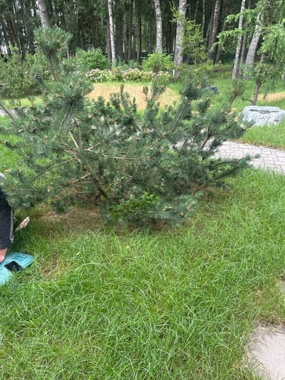 The image shows a person's legs and feet, clad in turquoise shoes and black pants, standing on a well-maintained lawn. The scene is set in an outdoor area with a paved walkway bordering the grass. To the left of the walkway and grass, there's a dense forest of tall trees with light-colored bark, likely birch trees, interspersed with some darker conifers. In the background, beyond the trees, there are hints of other vegetation and a large, rough-hewn grey stone. A young pine tree is prominent in the foreground, its branches extending over the grass. The ground is covered in lush green grass, with some patches of dry, brown grass near the edge of the walkway and the base of the pine tree. The lighting suggests it is daytime, possibly morning or afternoon, with the sunlight illuminating the grass. The overall impression is of a peaceful, natural setting, perhaps a park or garden in Uyut, Russia. There is no visible text in the image.